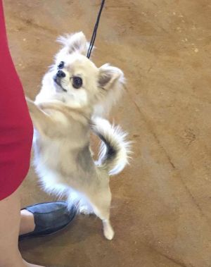 Dog Photo