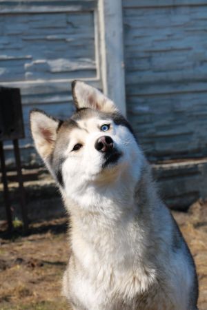 Dog Photo