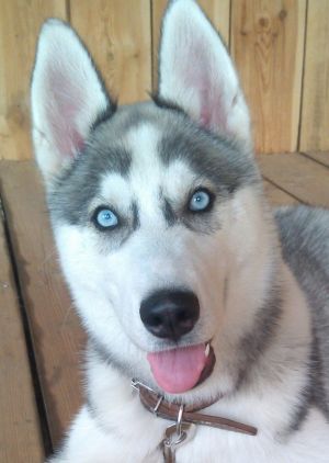 Dog Photo