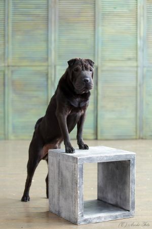 Dog Photo