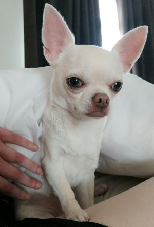 Dog Photo