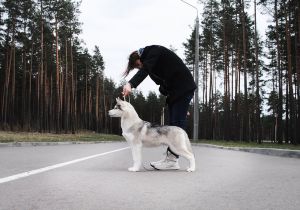 Dog Photo
