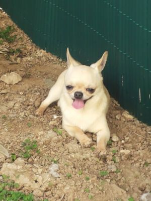 Dog Photo