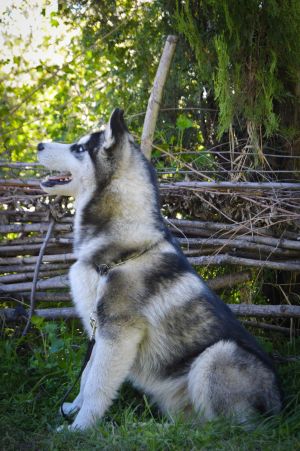 Dog Photo