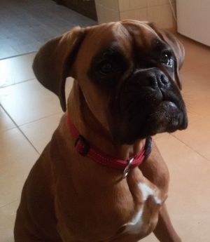 Dog Photo