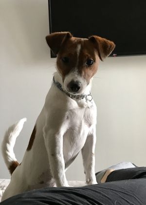 Dog Photo