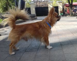Dog Photo