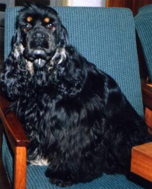 Dog Photo