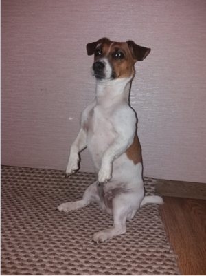 Dog Photo