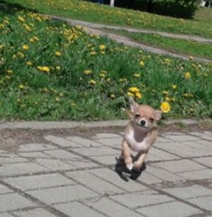 Dog Photo