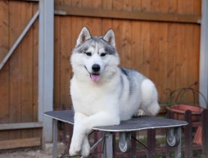 Dog Photo