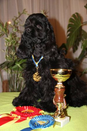 Dog Photo