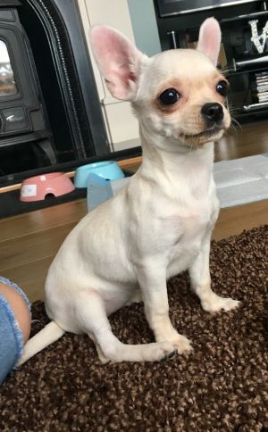 Dog Photo