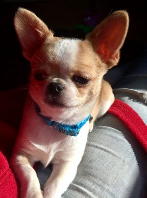 Dog Photo