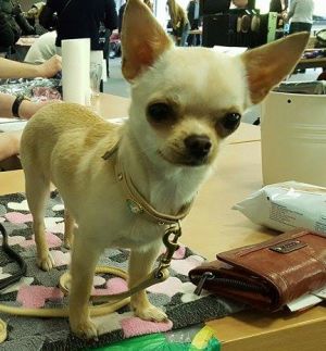 Dog Photo