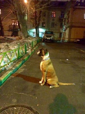 Dog Photo