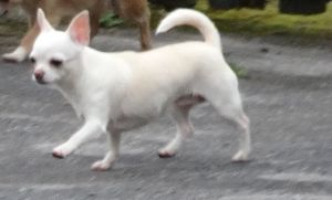 Dog Photo