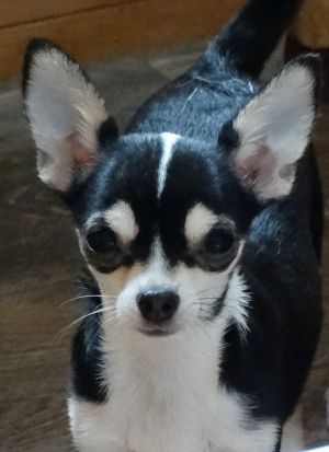 Dog Photo