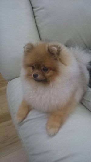 Dog Photo