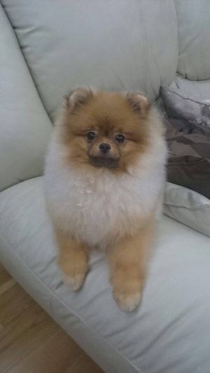 Dog Photo