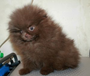 Dog Photo