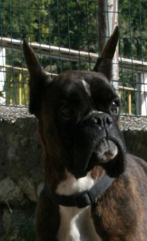 Dog Photo