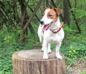 Dog Photo