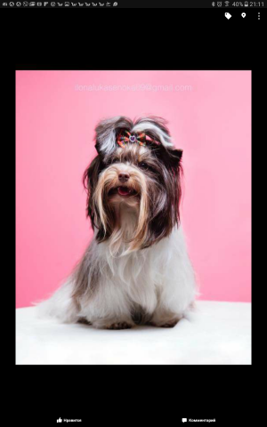 Dog Photo