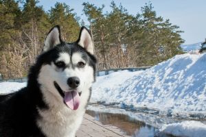 Dog Photo