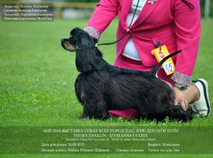 Dog Photo