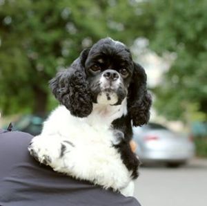 Dog Photo