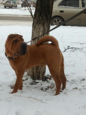 Dog Photo