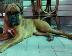 Dog Photo