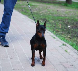 Dog Photo