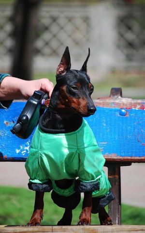 Dog Photo
