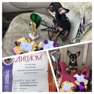 Dog Photo