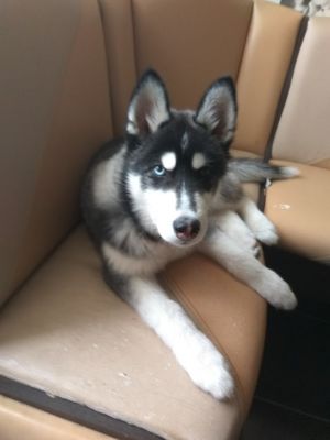 Dog Photo