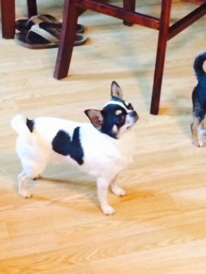 Dog Photo