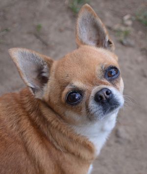 Dog Photo