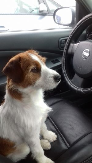 Dog Photo