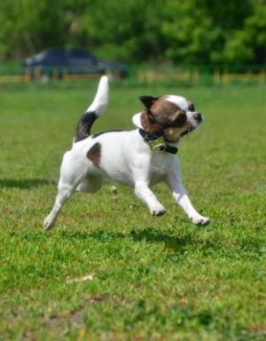 Dog Photo