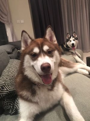 Dog Photo
