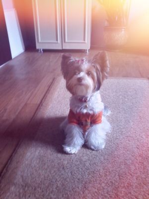 Dog Photo
