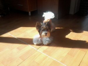 Dog Photo