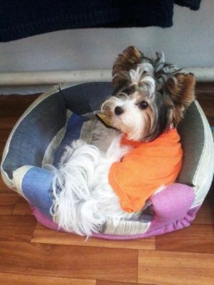 Dog Photo
