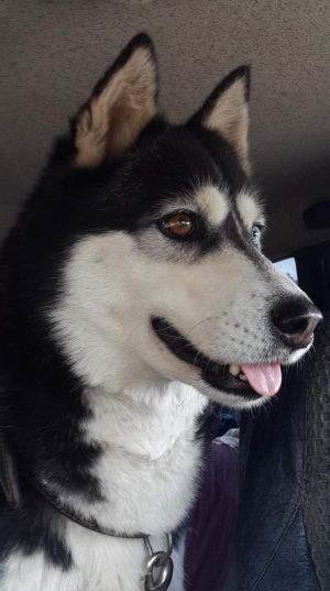 Dog Photo