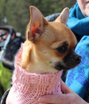 Dog Photo