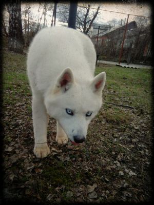 Dog Photo