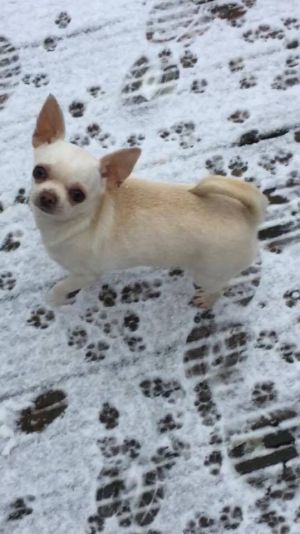 Dog Photo