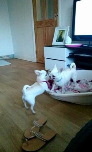 Dog Photo